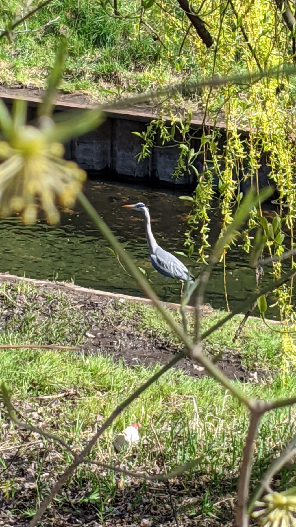Stork in canal