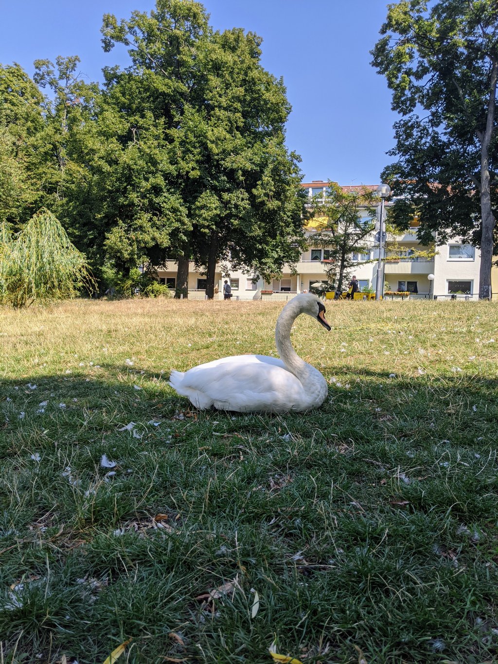 Swan and shade