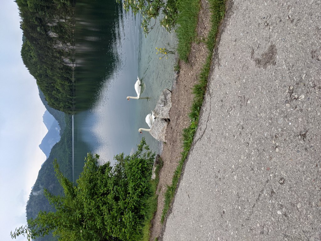 Swans in Alpensee